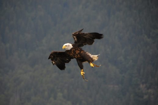 Adlerarena, Mirek Feszanicz